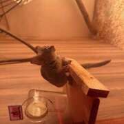 ヒメ日記 2025/05/17 07:00 投稿 さゆり ローテンブルク