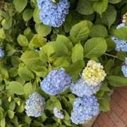 ヒメ日記 2025/05/30 08:57 投稿 さゆり ローテンブルク