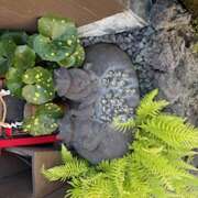 ヒメ日記 2025/06/06 08:34 投稿 さゆり ローテンブルク