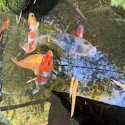 ヒメ日記 2025/06/22 20:57 投稿 さゆり ローテンブルク