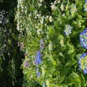 ヒメ日記 2025/06/29 06:43 投稿 さゆり ローテンブルク