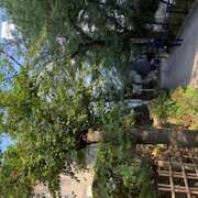 ヒメ日記 2025/07/08 17:06 投稿 さゆり ローテンブルク