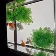 ヒメ日記 2025/08/15 07:10 投稿 さゆり ローテンブルク