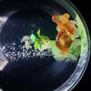 ヒメ日記 2025/08/20 21:12 投稿 さゆり ローテンブルク