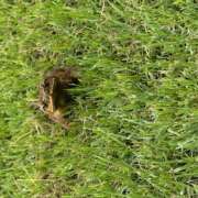 ヒメ日記 2025/08/21 07:13 投稿 さゆり ローテンブルク