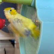 ヒメ日記 2025/08/21 08:18 投稿 さゆり ローテンブルク