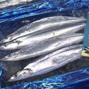 ヒメ日記 2025/08/23 08:29 投稿 さゆり ローテンブルク