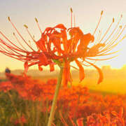 ヒメ日記 2025/09/23 09:00 投稿 さゆり ローテンブルク