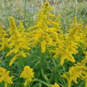 ヒメ日記 2025/09/29 07:05 投稿 さゆり ローテンブルク