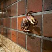 ヒメ日記 2025/10/23 00:04 投稿 さゆり ローテンブルク