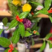 ヒメ日記 2025/12/31 07:37 投稿 さゆり ローテンブルク