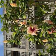 ヒメ日記 2026/02/15 18:13 投稿 さゆり ローテンブルク