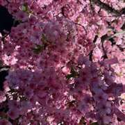 ヒメ日記 2026/02/28 20:27 投稿 さゆり ローテンブルク