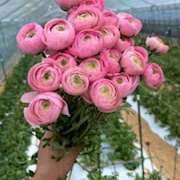 ヒメ日記 2026/03/06 17:09 投稿 さゆり ローテンブルク