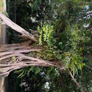 ヒメ日記 2026/03/23 07:16 投稿 さゆり ローテンブルク