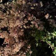 ヒメ日記 2026/03/25 02:52 投稿 さゆり ローテンブルク