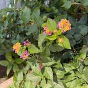 ヒメ日記 2026/04/03 07:19 投稿 さゆり ローテンブルク