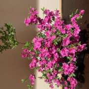 ヒメ日記 2026/04/18 07:48 投稿 さゆり ローテンブルク