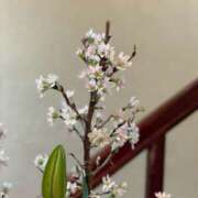 ヒメ日記 2025/03/06 10:57 投稿 紀香 ローテンブルク