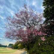 ヒメ日記 2025/03/09 07:40 投稿 紀香 ローテンブルク