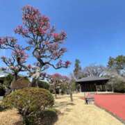 ヒメ日記 2025/03/15 10:56 投稿 紀香 ローテンブルク