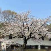 ヒメ日記 2025/03/27 13:29 投稿 紀香 ローテンブルク