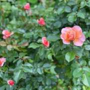 ヒメ日記 2025/05/11 23:24 投稿 紀香 ローテンブルク