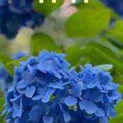 ヒメ日記 2025/11/12 08:34 投稿 紀香 ローテンブルク