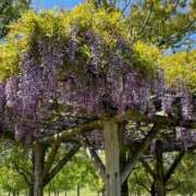 ヒメ日記 2025/11/13 06:17 投稿 紀香 ローテンブルク