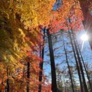 ヒメ日記 2025/11/15 08:47 投稿 紀香 ローテンブルク