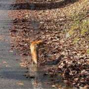ヒメ日記 2025/11/22 05:12 投稿 紀香 ローテンブルク