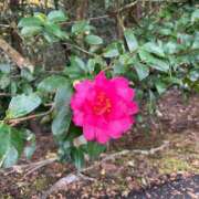 ヒメ日記 2025/12/04 09:30 投稿 紀香 ローテンブルク