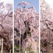 ヒメ日記 2026/03/26 05:19 投稿 紀香 ローテンブルク