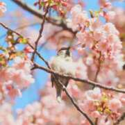 ヒメ日記 2025/03/20 20:08 投稿 一之瀬茜 ローテンブルク