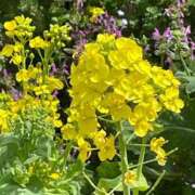 ヒメ日記 2025/03/30 10:06 投稿 一之瀬茜 ローテンブルク