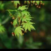 ヒメ日記 2025/04/12 21:13 投稿 一之瀬茜 ローテンブルク