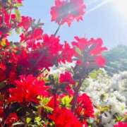 ヒメ日記 2025/04/27 13:11 投稿 一之瀬茜 ローテンブルク