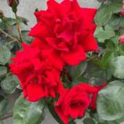 ヒメ日記 2025/05/28 21:09 投稿 一之瀬茜 ローテンブルク