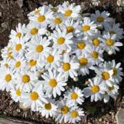 ヒメ日記 2025/06/01 10:13 投稿 一之瀬茜 ローテンブルク