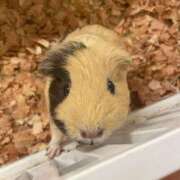 ヒメ日記 2025/07/05 12:55 投稿 一之瀬茜 ローテンブルク