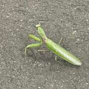 ヒメ日記 2025/08/29 19:10 投稿 一之瀬茜 ローテンブルク