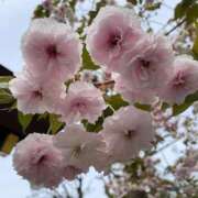 ヒメ日記 2026/04/10 08:53 投稿 一之瀬茜 ローテンブルク