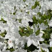 ヒメ日記 2026/04/25 10:48 投稿 一之瀬茜 ローテンブルク