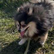 ヒメ日記 2025/02/11 20:31 投稿 藤谷香文 ローテンブルク