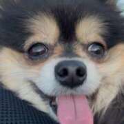 ヒメ日記 2025/02/15 23:56 投稿 藤谷香文 ローテンブルク