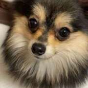 ヒメ日記 2025/02/16 11:25 投稿 藤谷香文 ローテンブルク