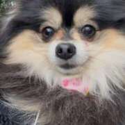 ヒメ日記 2025/02/16 20:18 投稿 藤谷香文 ローテンブルク