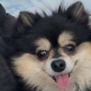 ヒメ日記 2025/02/18 21:56 投稿 藤谷香文 ローテンブルク