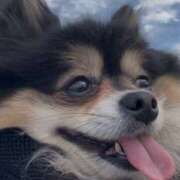 ヒメ日記 2025/02/20 19:48 投稿 藤谷香文 ローテンブルク