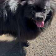 ヒメ日記 2025/02/22 22:33 投稿 藤谷香文 ローテンブルク